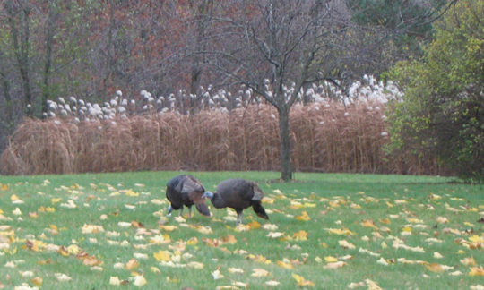 Mac Arthur Wildlife2